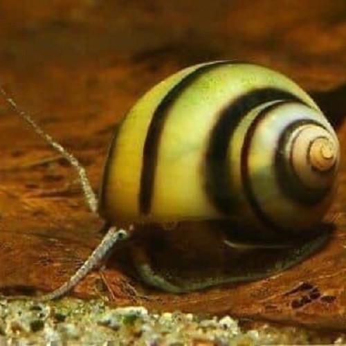 Neritina auriculata
